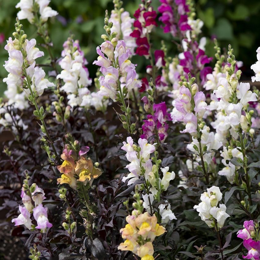 Lejongap 'Twilight Mix', tvåfärgade spiror i rött, rosa, gult och vitt.