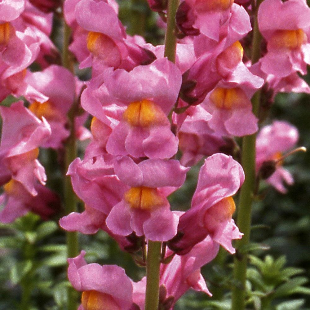 Lejongap F1 'Rocket Rose Shades', Täta blomspiror i rosa med gult svalg.