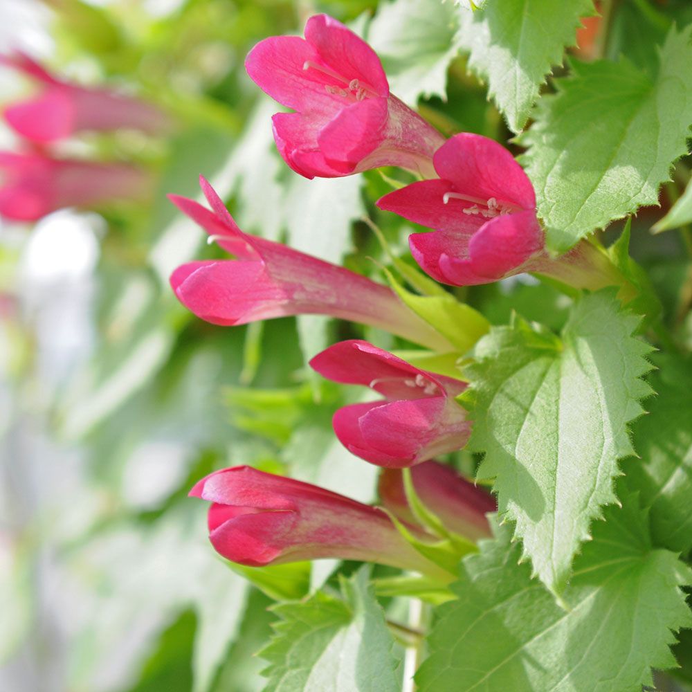 Lejongapsranka 'Red Dragon', vinröda blommor längs meterlånga rankor.