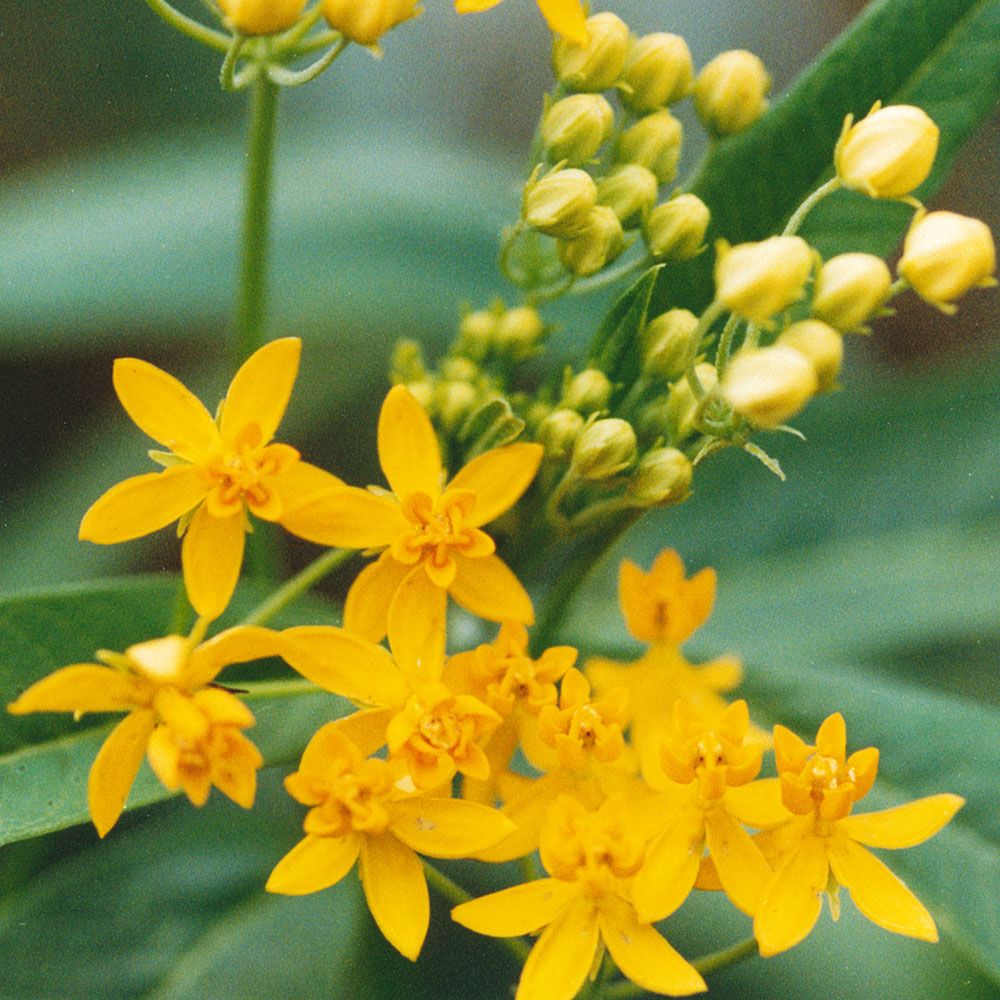 Gul Sidenört 'Silky Gold', Brandgula sammansatta blomflockar.