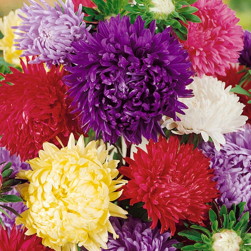 Sommaraster 'Amerikansk Busk', Stora välfyllda blommor i flerfärgsblandning.