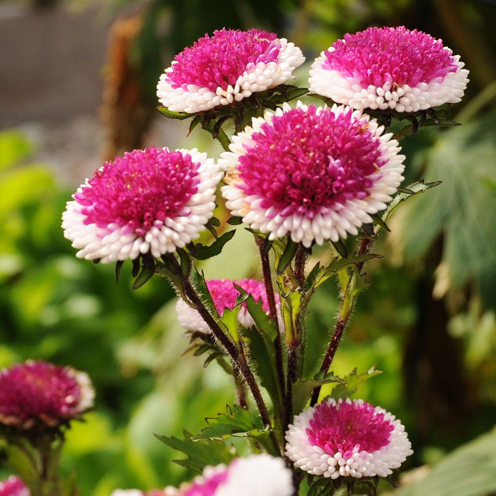 Sommaraster 'Hi-No-Maru', Pomponblommor i rött, med vit kant och gult center.