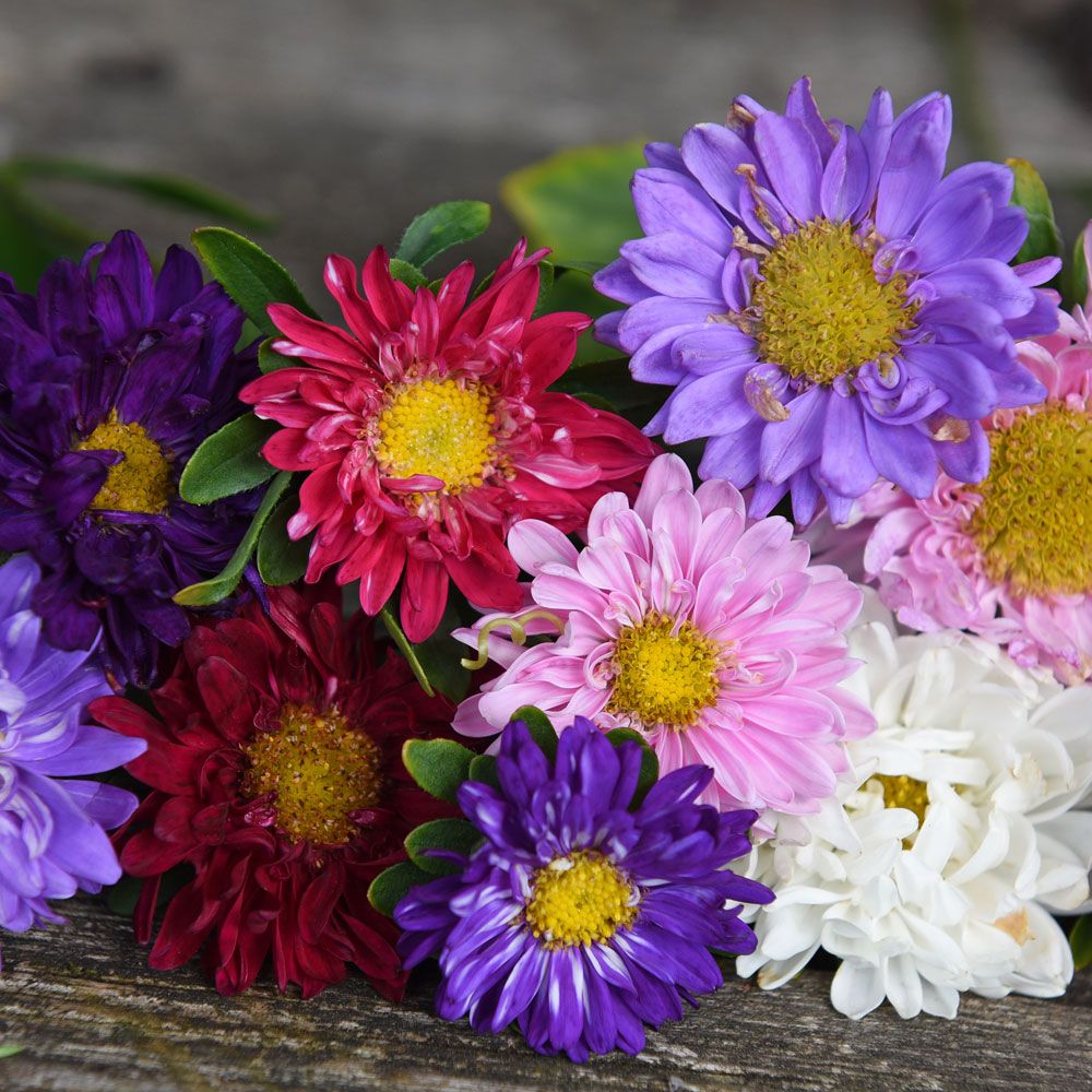 Sommaraster 'Fan Mix', Halvdubbla blommor i välbalanserad flerfärgsblandning.