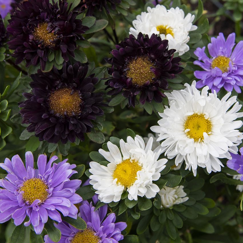 Sommaraster ''The blues'', blandning av blommor i lila, purpur, blått och vitt.