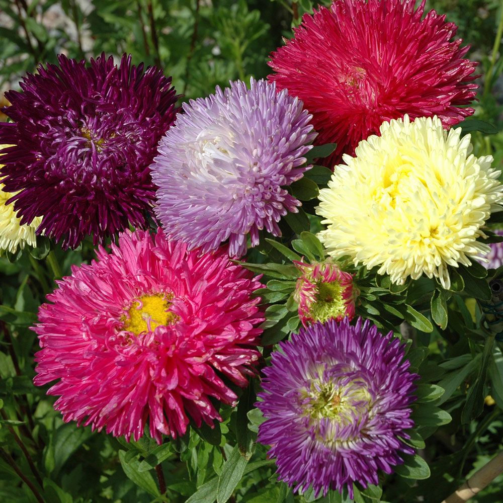 Sommaraster 'Gala', Stora fyllda blommor i flerfärgsblandning.