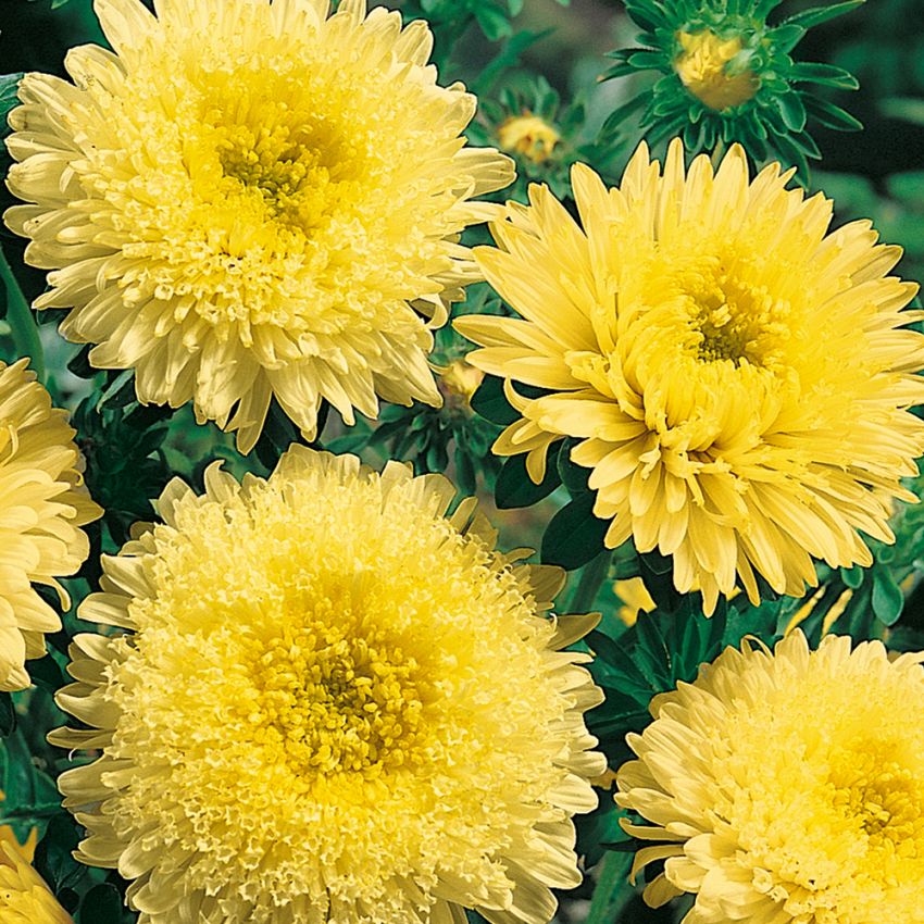 Sommaraster 'Princess Yellow', Stora, gula, fyllda blommor på stadiga stjälkar.