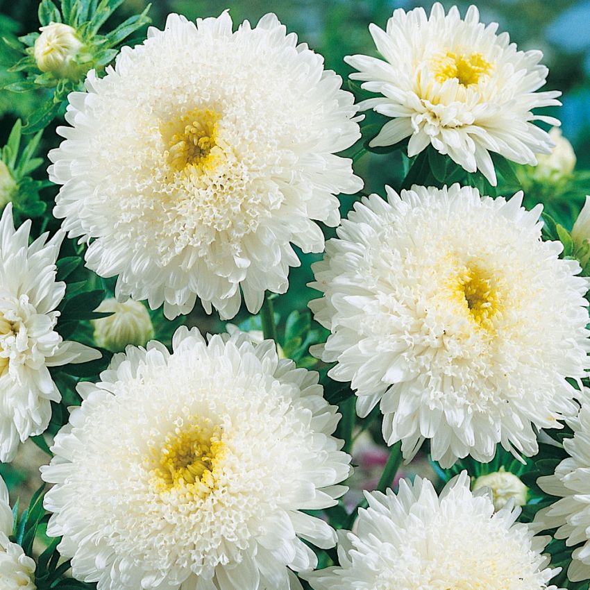 Sommaraster 'Princess White', Stora, vita, fyllda blommor på stadiga stjälkar.