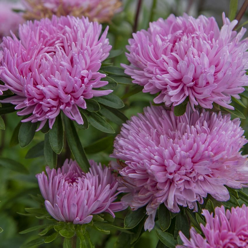 Sommaraster 'Tiger Paw Chinchilla' Rosa lite rufsiga blommor