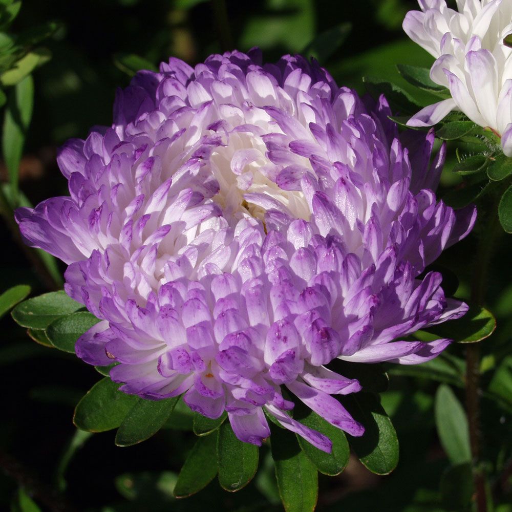 Sommaraster 'Silvery Blue', Stora, vita blommor med lavendelblå kronbladsspetsar