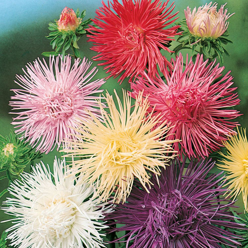 Sommaraster 'Fairy Romance', stora, luftiga blommor med finstrålade kronblad.