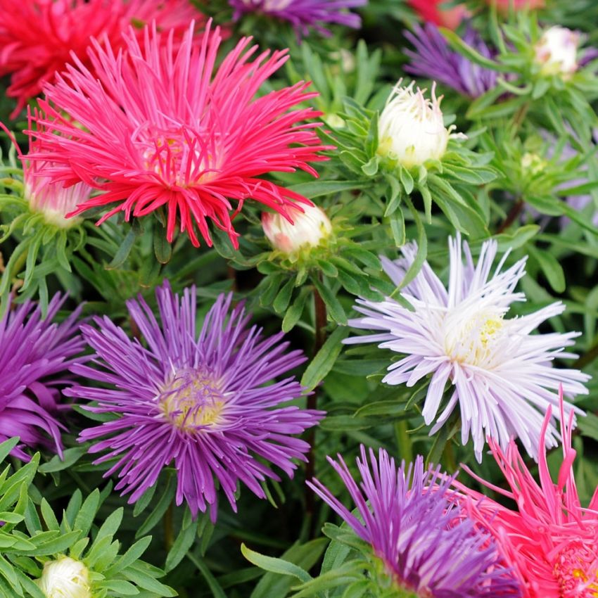 Sommaraster 'Starlight', Täta blommor, färgsblandning i blå, rosa och röda toner