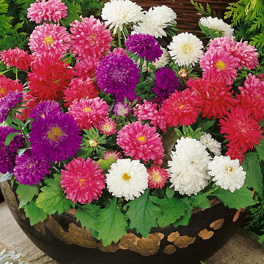 Sommaraster 'Tausendschön', flerdubbla blommor i flerfärgsblandning.