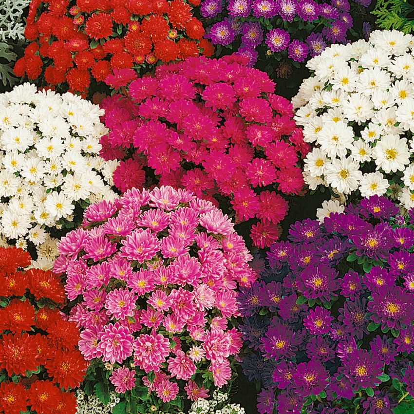 Sommaraster 'Pinocchio', Tuvlika plantor med dubbla blommor.