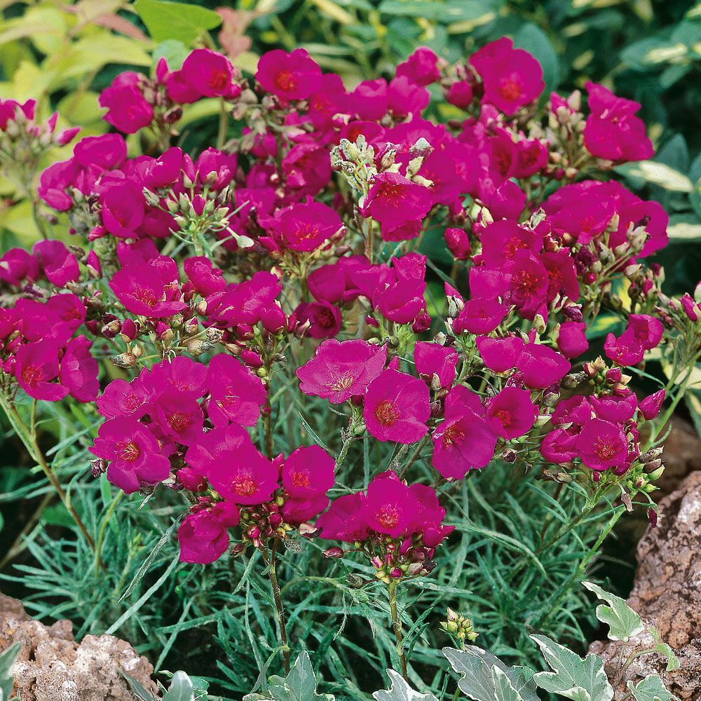 Flocksidenblomma 'Ruby Tuesday', purpurröda, skålformade blommor.