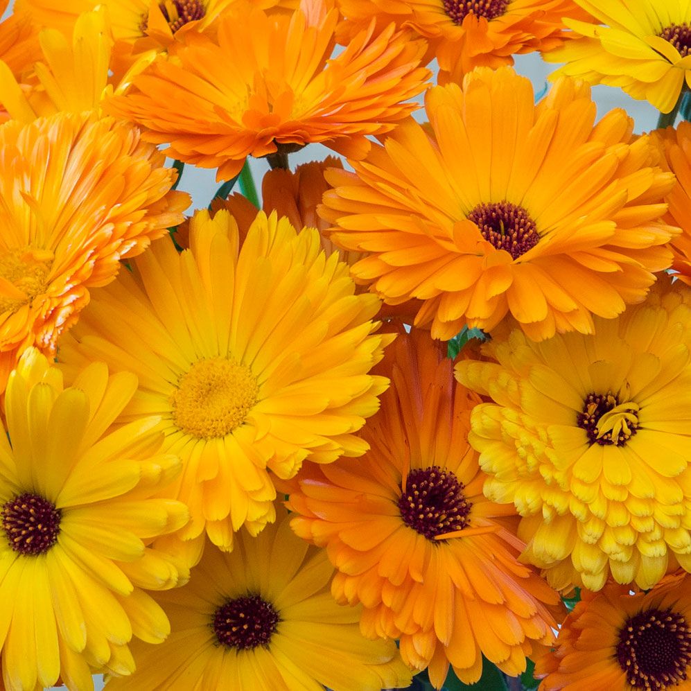 Ringblomma, sommarblomma i blandade gula och orange nyanser.