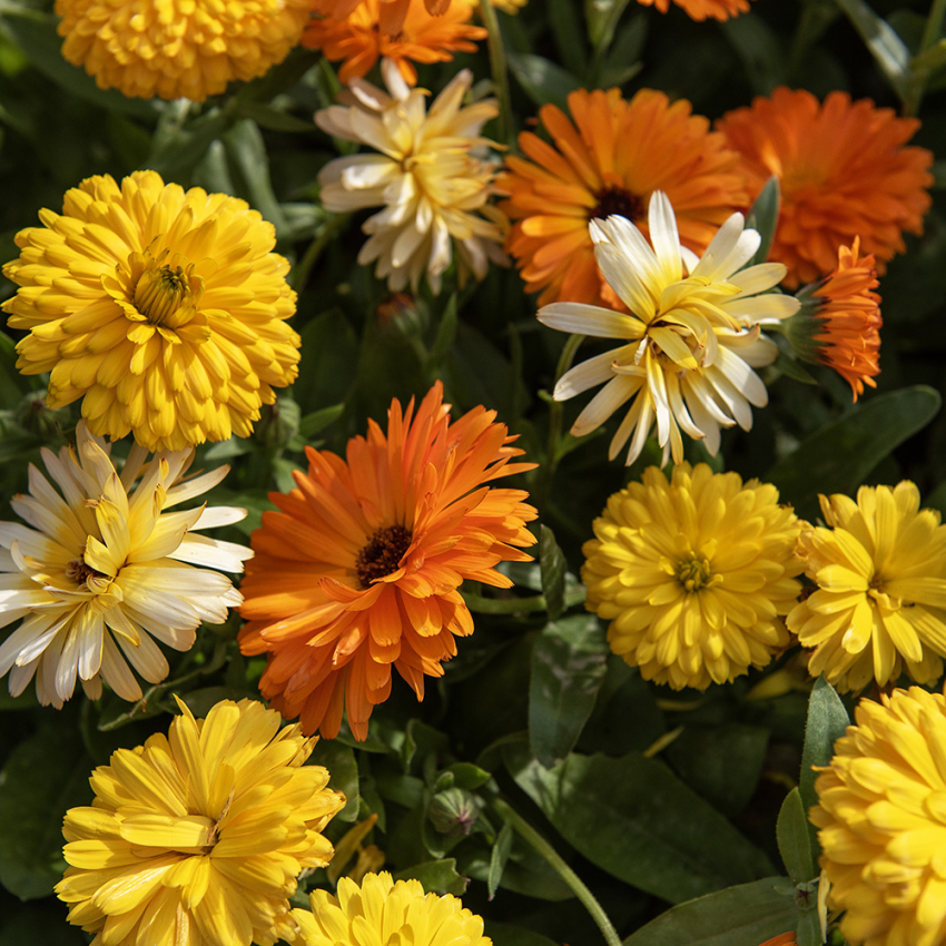 Ringblomma 'Fiesta Gitana', Blommor i orange och gult, mörk mitt. Tätt växtsätt.