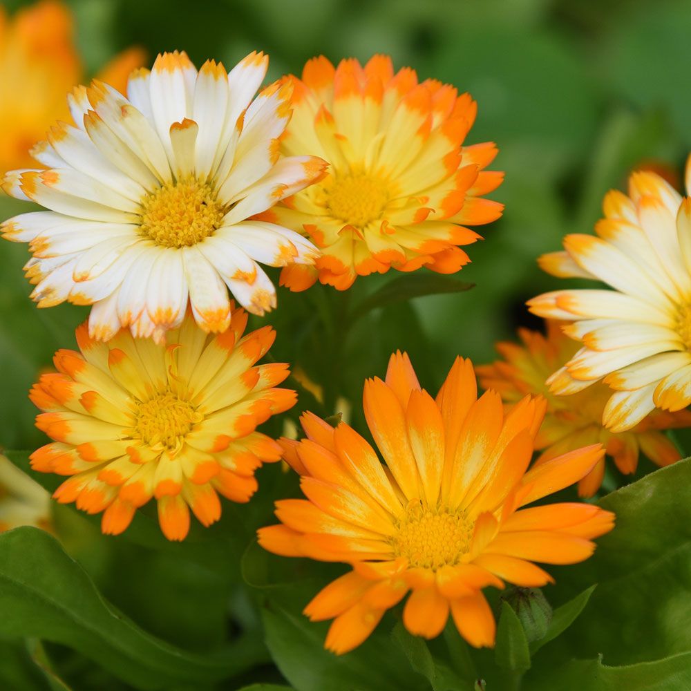 Ringblomma 'Oopsy Daisy', blandning från vitt till guldgula blommor.