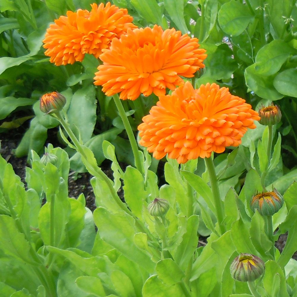 Ringblomma 'Orange King', Stora, eldröda, flerdubbla blommor.