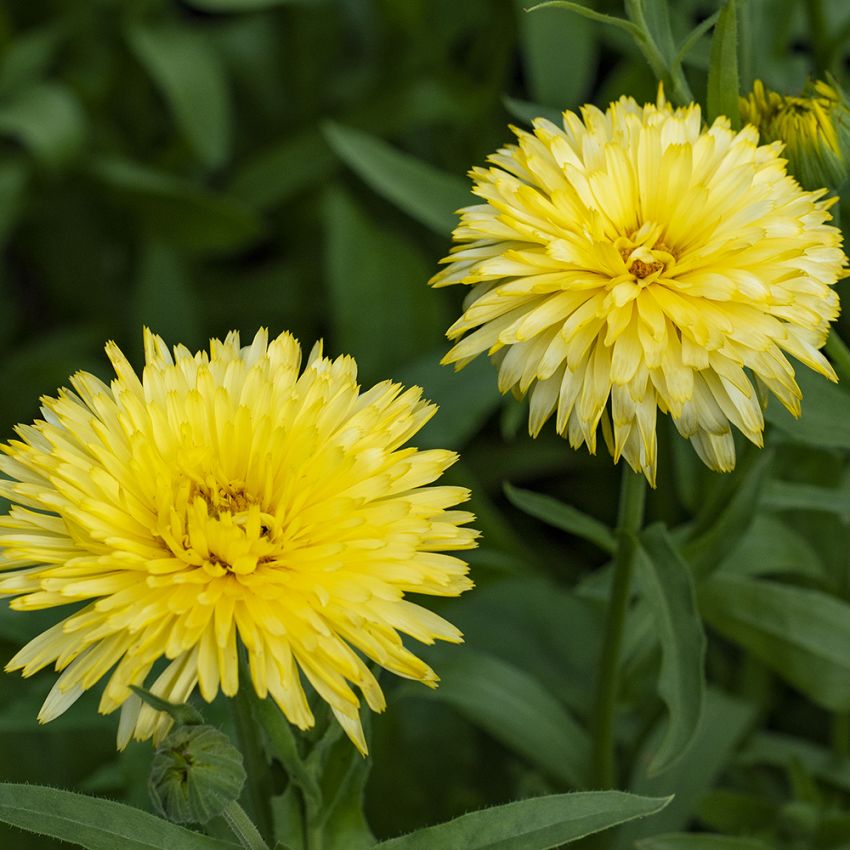 Ringblomma 'Honeymoon', Stora, dubbla blommor, honungsgul mitt och vit ytterkant