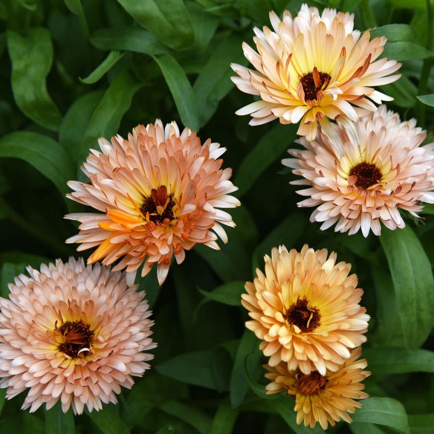 Ringblomma 'Orange Flash', heldubbla blommor, puderrosa och gula med roströd ton