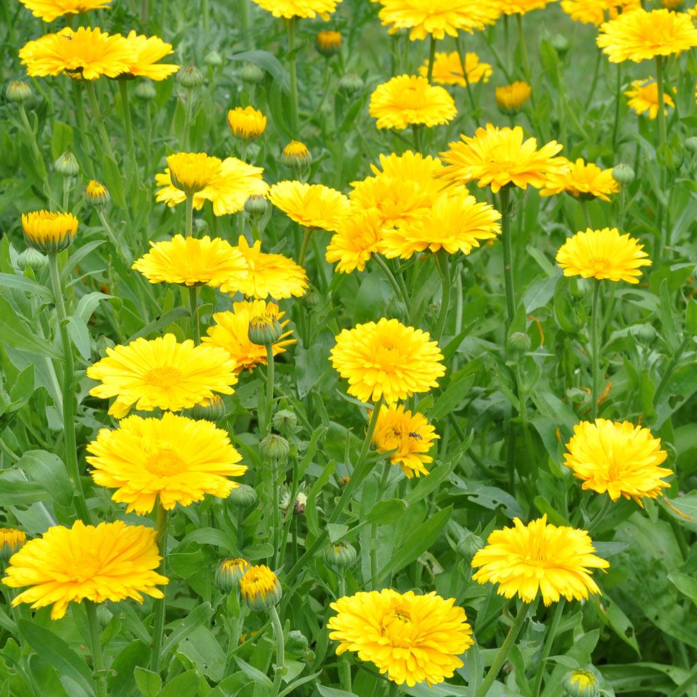 Ringblomma 'Yellow Colossal', Jätteblommande. Stora, ljust solgula blommor.