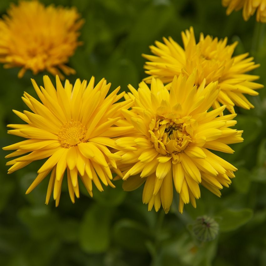 Ringblomma 'Porcupine Yellow', Kaktusblommande ringblomma med klargula kronblad 