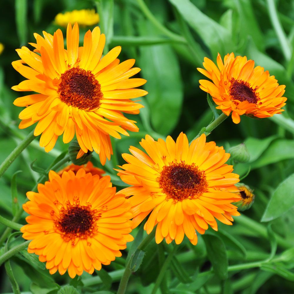 Ringblomma 'Black-Centered Orange Princess'