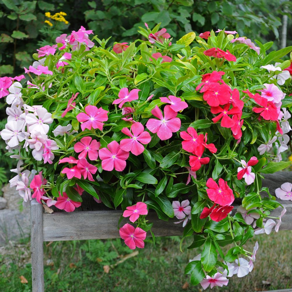 Rosensköna 'Mediterranean Mix XP', stora blommor i blandande färger.