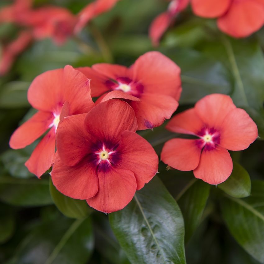 Rosensköna 'Tattoo Tangerine', korallröda blommor med variabel mörkare ring.