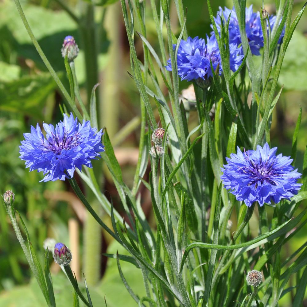 Blåklint 'Blue Boy', Dubbelblommande trädgårdsklint i skarpt klarblått.