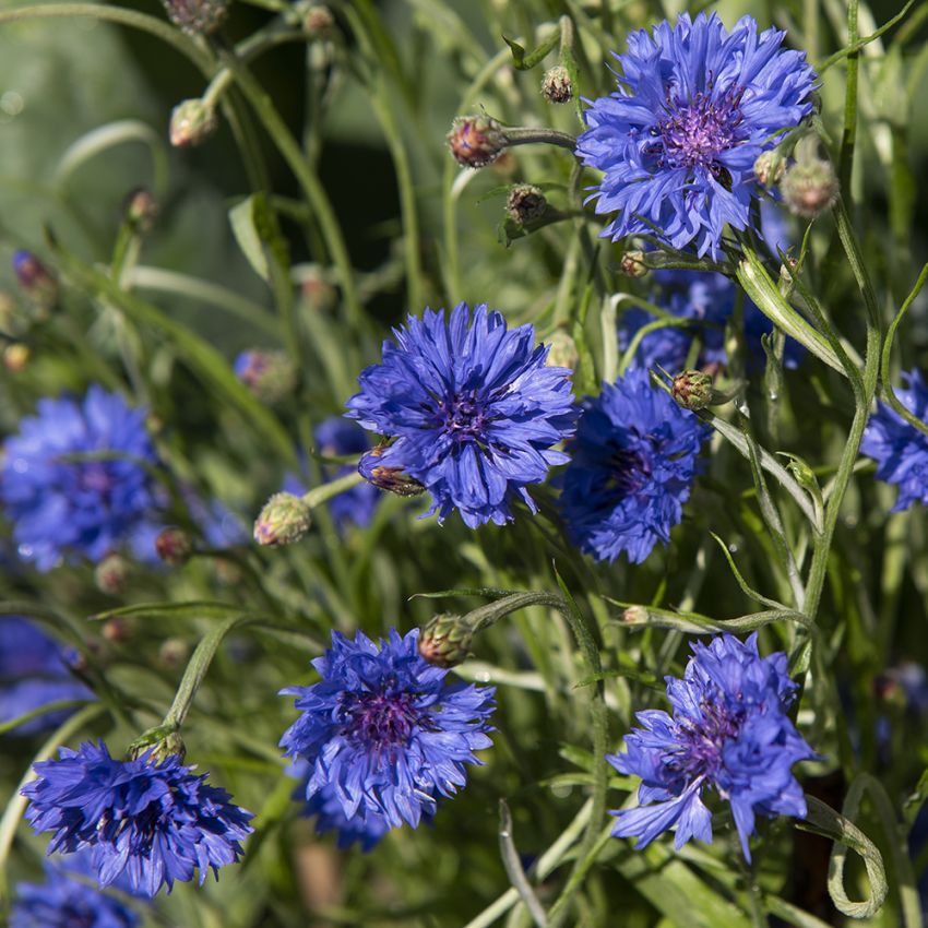 Blåklint ''''Blue Ball''''. Klassisk svensk sommarblomma för rabatt, snitt och ä