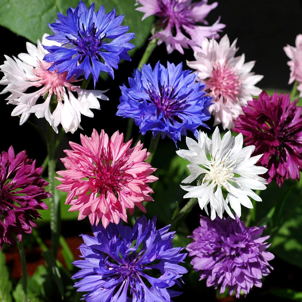 Blåklint 'Dwarf Pouce', Tätt dubbelblommande i fin färgblandning.