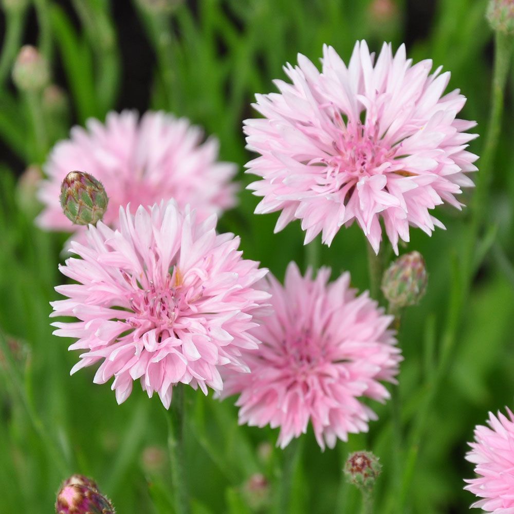 Blåklint 'Tom Pouce Pink', klarrosa, tätt dubbla blommor. Lågt, kompakt växtsätt