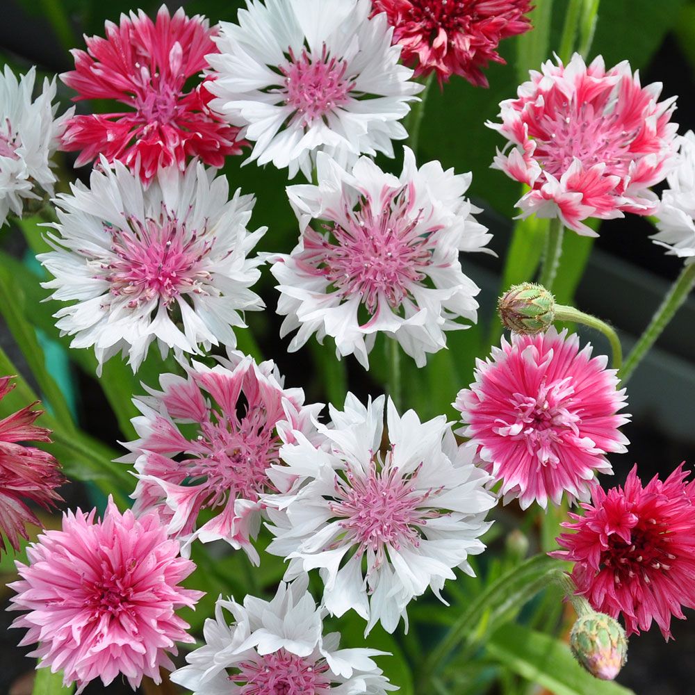 Blåklint 'Classic Romantic', Blandning av romantiskt rosa nyanser.
