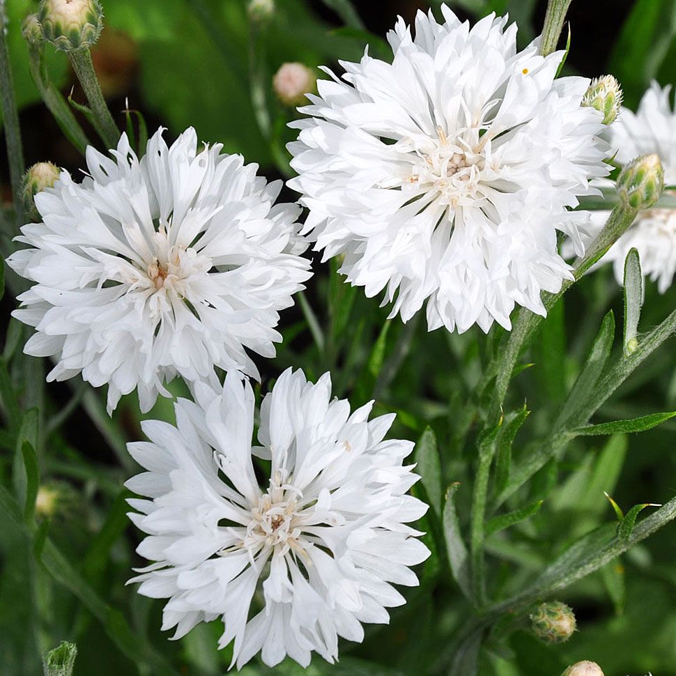 Blåklint 'Tom Pouce White', Helvita, tätt dubbla blommor. Lågt, kompakt växtsätt