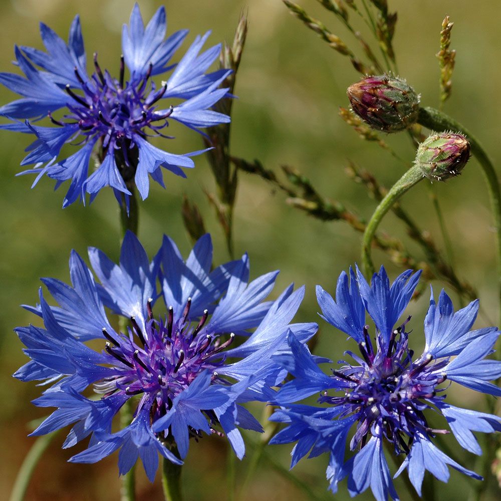 Gammaldags Blåklint, Klarblå blomkorgar på grenade stjälkar.