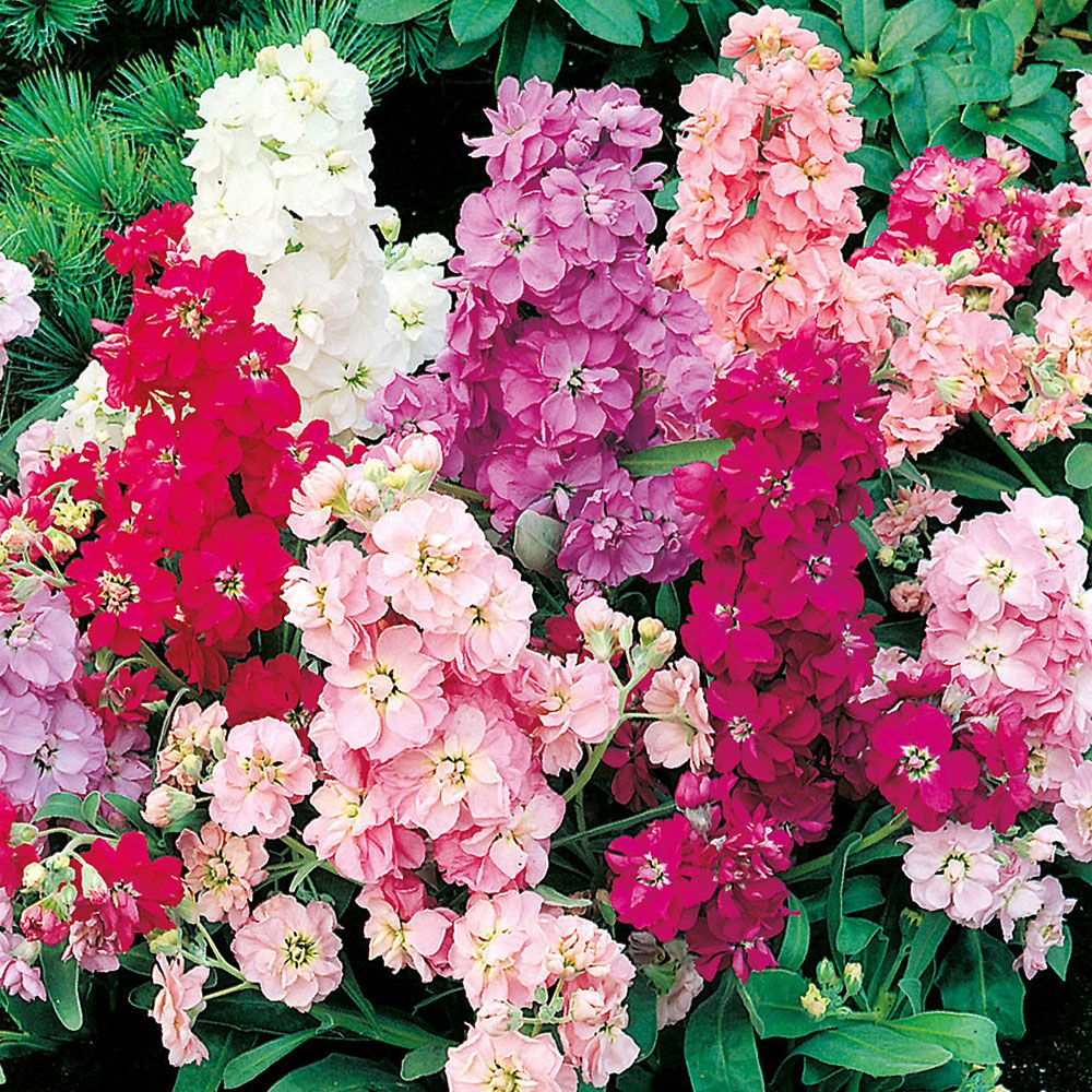Sommarlövkoja 'Beauty Of Nice', Stora, doftande blomspiror i praktfärgblandning.