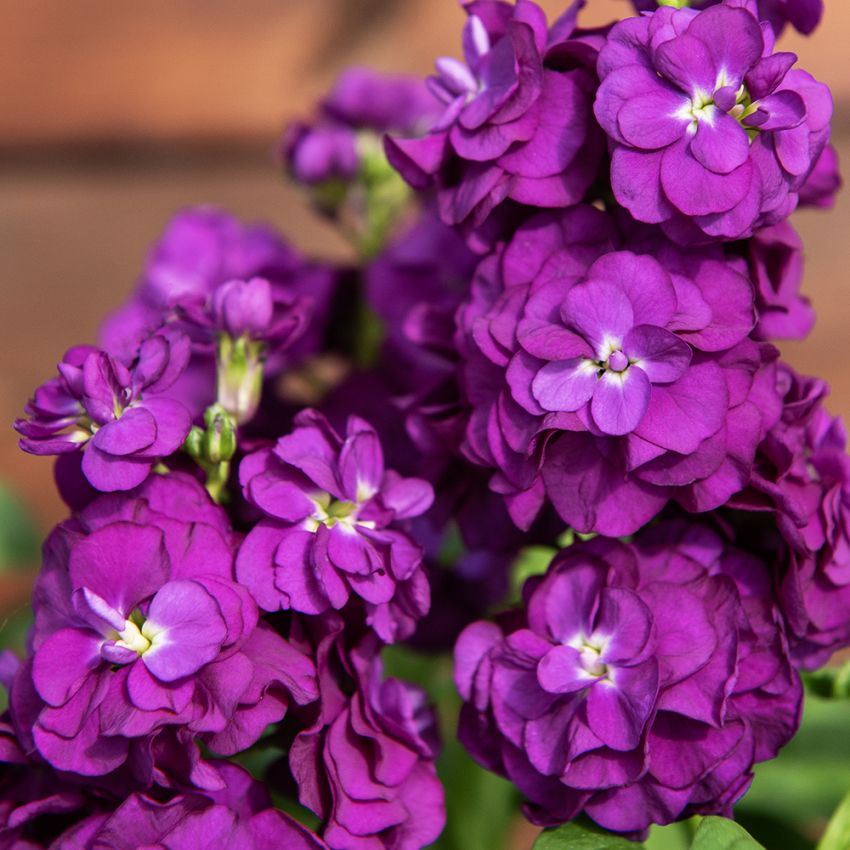 Sommarlövkoja 'Hot Cakes Purple', Ljuvligt väldoftande, intensivt purpurlila, dubbla blommor i täta spiror på stadiga stjälkar.