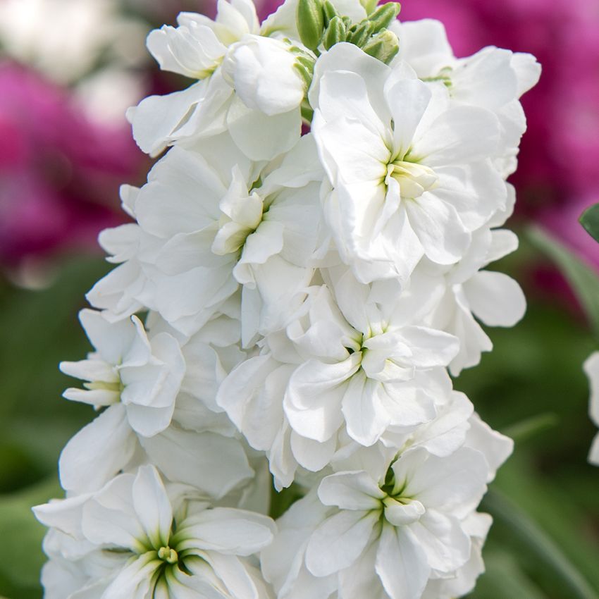Sommarlövkoja 'Hot Cakes White', Ljuvligt väldoftande, rent vit, dubbla blommor i täta spiror på stadiga stjälkar.