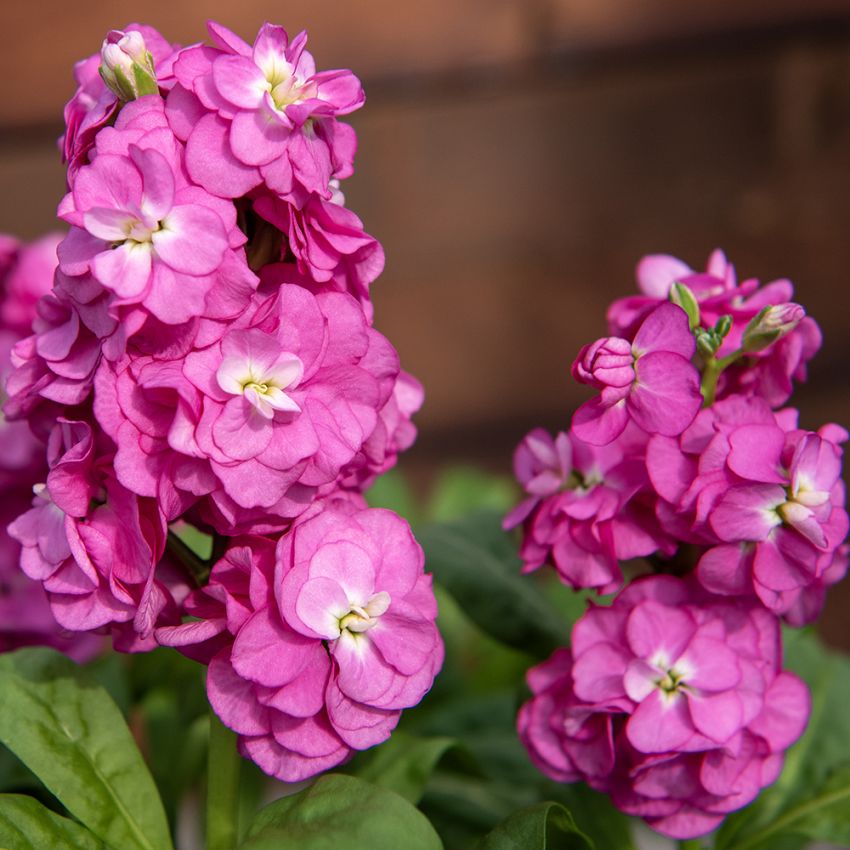 Sommarlövkoja 'Hot Cakes Pink', enkla blommor förekommer. Traditionell sommarblomma, utmärkt för krukor, snitt och rabatt.