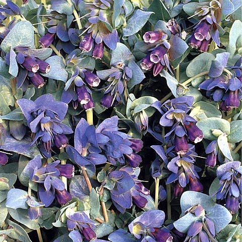 Stor Vaxblomma 'Pride Of Gibraltar', Doftande, purpurblå blommor.