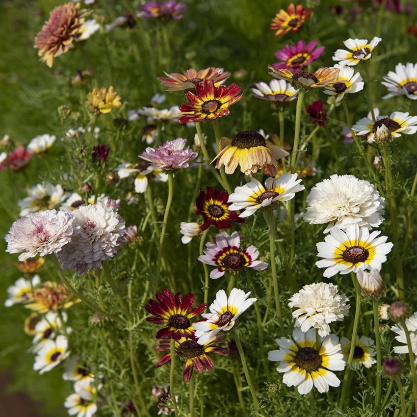 Ringkrage 'Dunetti' flerfärgade blommor i blandade variationer