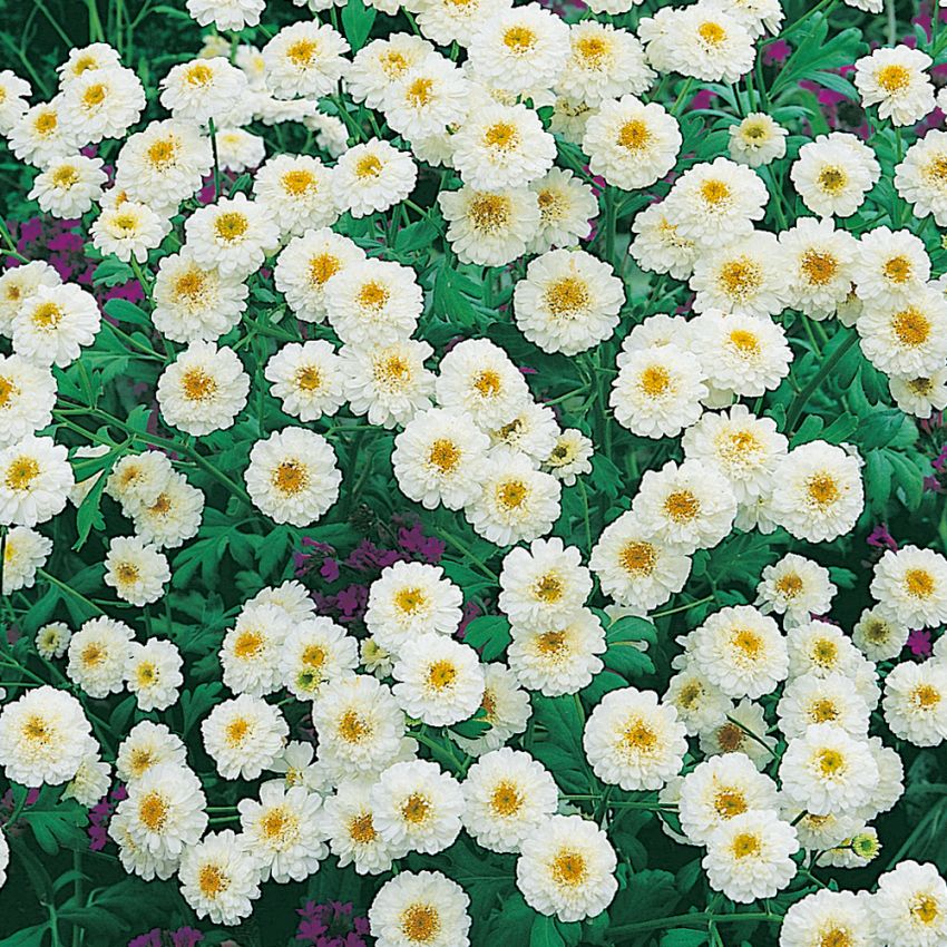 Trädgårdsmattram 'Tetra White Wonder', snitt och rabatt. Vita, dubbla blommor.