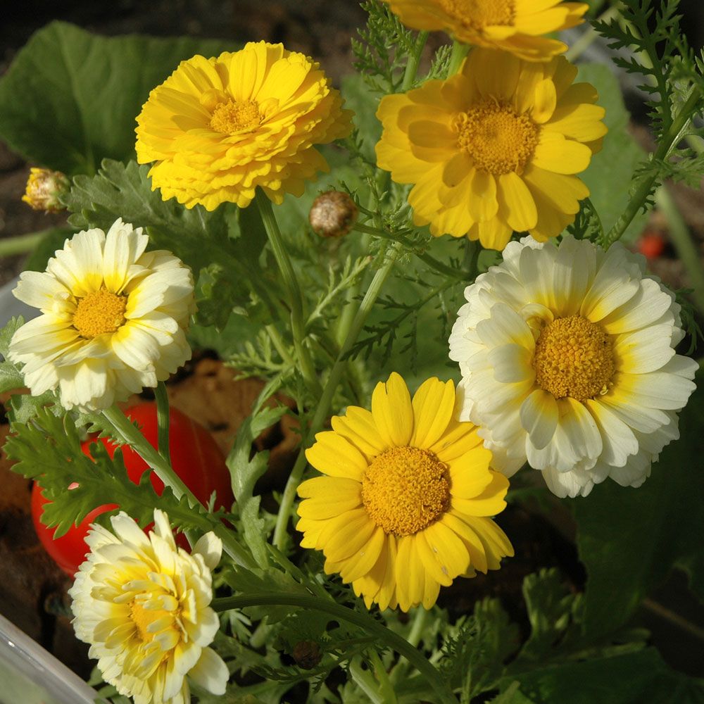 Kranskrage - Dubbla blommor i solgult och cremevitt