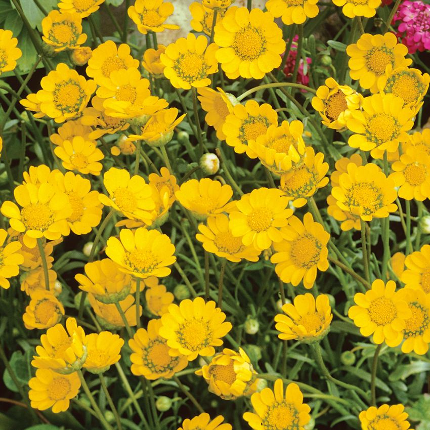 Dvärgkrage 'Goblin', Små, guldgula prästkrageblommor.