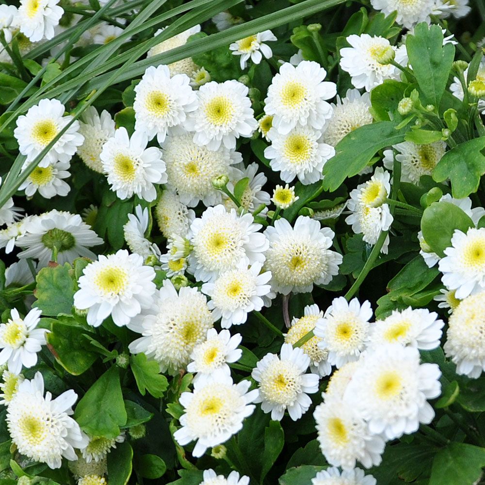 Trädgårdsmattram 'White Star', Vita, heldubbla blommor på flergrenade stjälkar.
