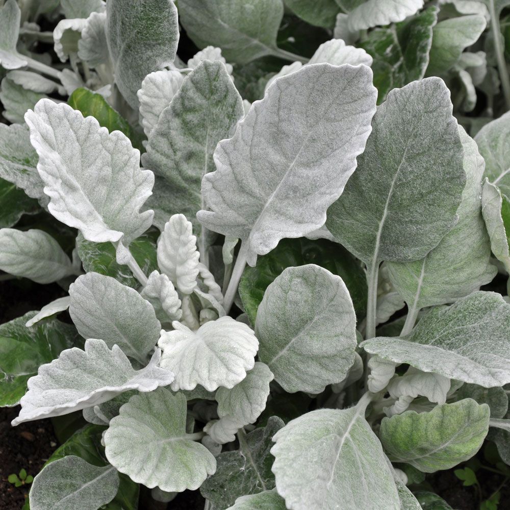 Silverek 'Cirrus', Bladväxt med silverglänsande, mjukt ludna, vågtandade blad.