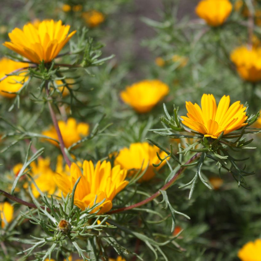 Grenkulla 'Criss-Cross', låga buskar översållade av saffransgula blommor.