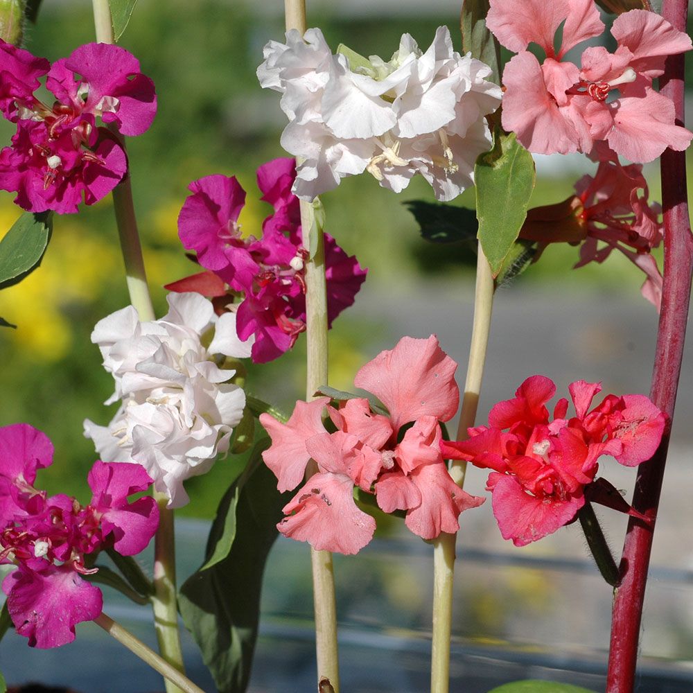 Clarkia, Rikblommande i rosa, rött, violett, vitt och lax.