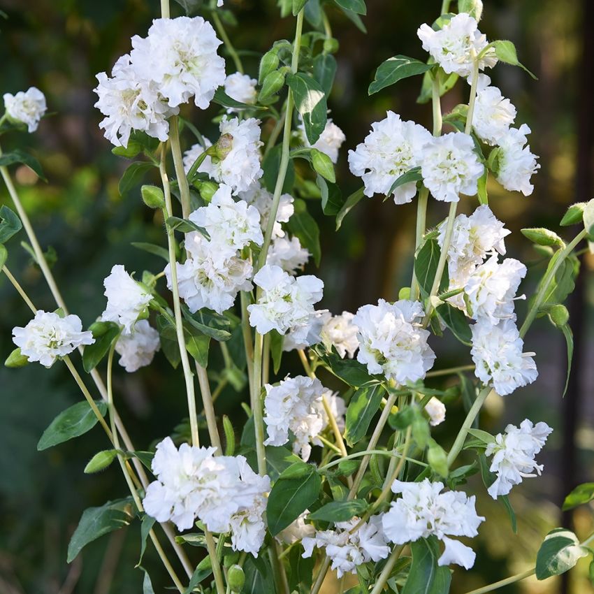 Clarkia 'Albatross', Dubbla, rent vita blommor utmed långa, stadiga stjälkar.